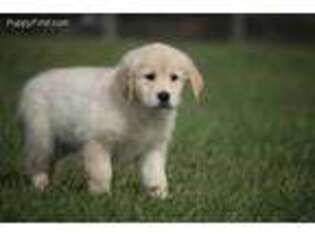 Golden Retriever Puppy for sale in Grand Rapids, MI, USA