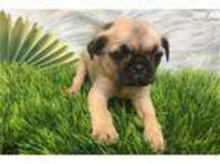 Pug Puppy for sale in Hattiesburg, MS, USA