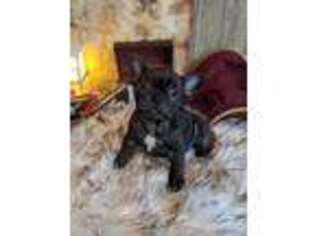 French Bulldog Puppy for sale in Pleasant Lake, MI, USA