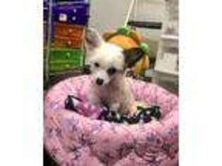 Chinese Crested Puppy for sale in Cedar Creek, TX, USA