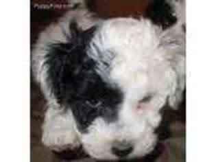 Mutt Puppy for sale in Blaine, WA, USA