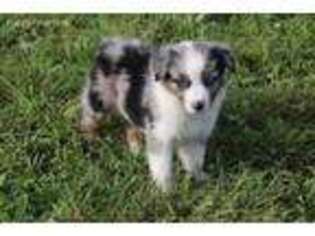 Anatolian Shepherd Puppy for sale in Pattonsburg, MO, USA