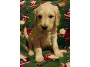 Goldendoodle Puppy for sale in Ashland, WI, USA
