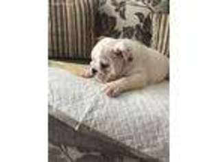 Bulldog Puppy for sale in Natchez, MS, USA