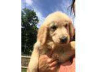 Golden Retriever Puppy for sale in Scottsville, VA, USA