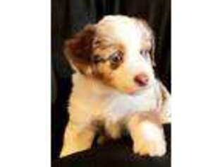 Miniature Australian Shepherd Puppy for sale in Big Sandy, TX, USA