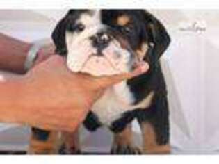 Bulldog Puppy for sale in Edinburg, TX, USA