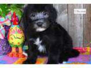 Mutt Puppy for sale in Abilene, TX, USA