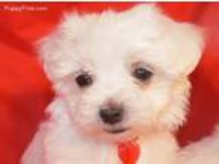 Maltese Puppy for sale in Safford, AZ, USA