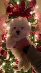 Maltese Puppy for sale in Milton, FL, USA