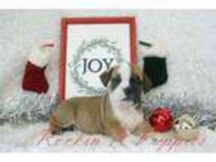 Mutt Puppy for sale in Pottersville, MO, USA