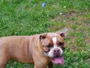 Olde English Bulldogge Puppy for sale in Putnam, CT, USA