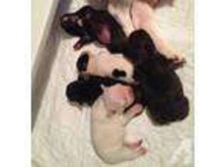 French Bulldog Puppy for sale in AMELIA, OH, USA
