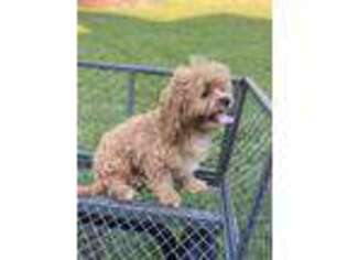 Cavachon Puppy for sale in Arab, AL, USA