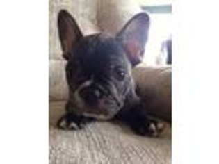 French Bulldog Puppy for sale in Omaha, AR, USA