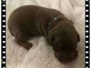 Doberman Pinscher Puppy for sale in Springfield, OH, USA