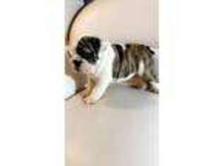 Bulldog Puppy for sale in Evans, CO, USA