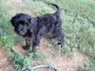 Goldendoodle Puppy for sale in Mechanicsburg, PA, USA