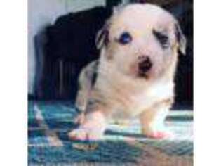 Cardigan Welsh Corgi Puppy for sale in Saint George, KS, USA