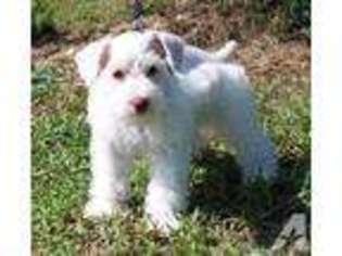 Mutt Puppy for sale in FAIRMOUNT, GA, USA
