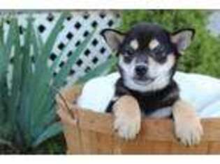 Shiba Inu Puppy for sale in Malone, NY, USA