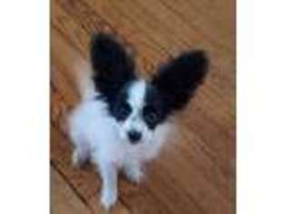 Papillon Puppy for sale in Lizella, GA, USA