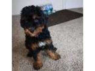 Mutt Puppy for sale in Los Angeles, CA, USA