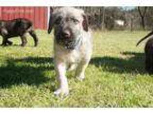 Irish Wolfhound Puppy for sale in Sylvester, GA, USA