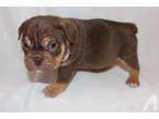 Olde English Bulldogge Puppy for sale in DALLAS, TX, USA