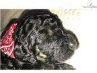 Labradoodle Puppy for sale in Amarillo, TX, USA
