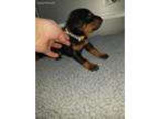 Doberman Pinscher Puppy for sale in Summersville, WV, USA