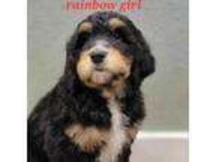 Bernese Mountain Dog Puppy for sale in Marion, KY, USA