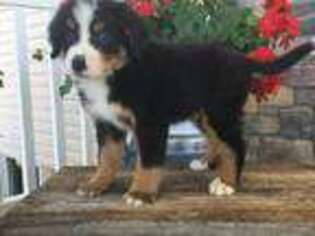 Bernese Mountain Dog Puppy for sale in Shreve, OH, USA