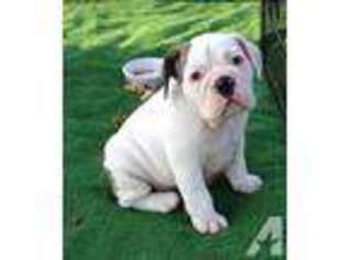Bulldog Puppy for sale in BEE BRANCH, AR, USA