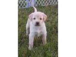Labrador Retriever Puppy for sale in Fall Creek, WI, USA