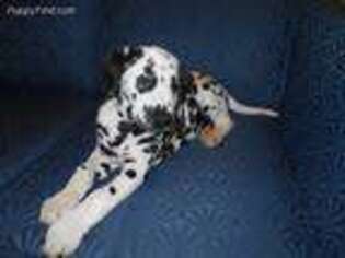 Dalmatian Puppy for sale in Halifax, VA, USA