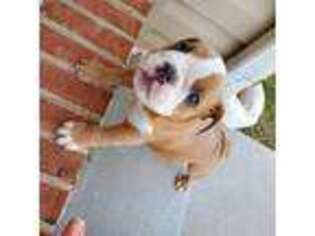 Bulldog Puppy for sale in Penn Laird, VA, USA