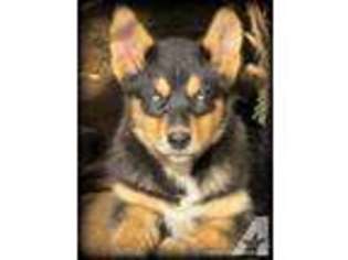 Siberian Husky Puppy for sale in RIDGEFIELD, WA, USA
