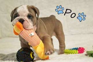 Bulldog Puppy for sale in Spring, TX, USA