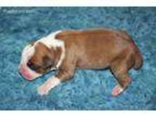 Boxer Puppy for sale in Farmerville, LA, USA