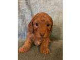 Cock-A-Poo Puppy for sale in Drexel, MO, USA