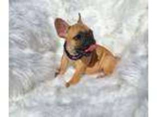 French Bulldog Puppy for sale in Olivehurst, CA, USA
