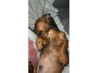 Dachshund Puppy for sale in Andover, KS, USA