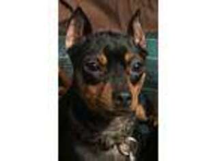 Miniature Pinscher Puppy for sale in Plymouth, IN, USA