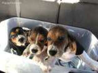 Basset Hound Puppy for sale in Blue Rock, OH, USA