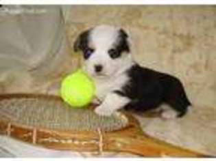Pembroke Welsh Corgi Puppy for sale in Strasburg, PA, USA