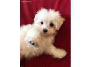 Maltese Puppy for sale in Statesboro, GA, USA