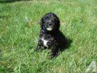 Labradoodle Puppy for sale in NEW RICHMOND, WI, USA