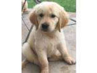 Golden Retriever Puppy for sale in Rockwall, TX, USA