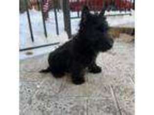 Scottish Terrier Puppy for sale in Chicago, IL, USA